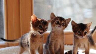 Photo of Проблема стресса у абиссинских кошек: как помоч