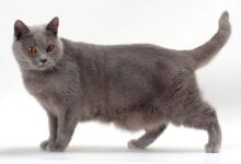 Photo of Проблема линьки у шартрезов: как справиться с излишней шерстью?