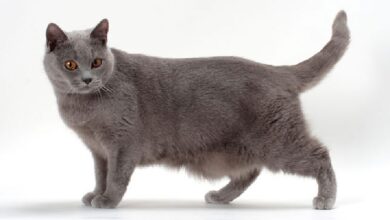 Photo of Проблема линьки у шартрезов: как справиться с излишней шерстью?