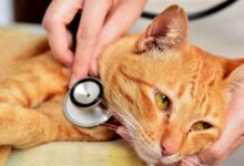 Photo of Лечение аллергии на пыльцу у кошек