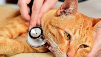 Photo of Лечение аллергии на пыльцу у кошек