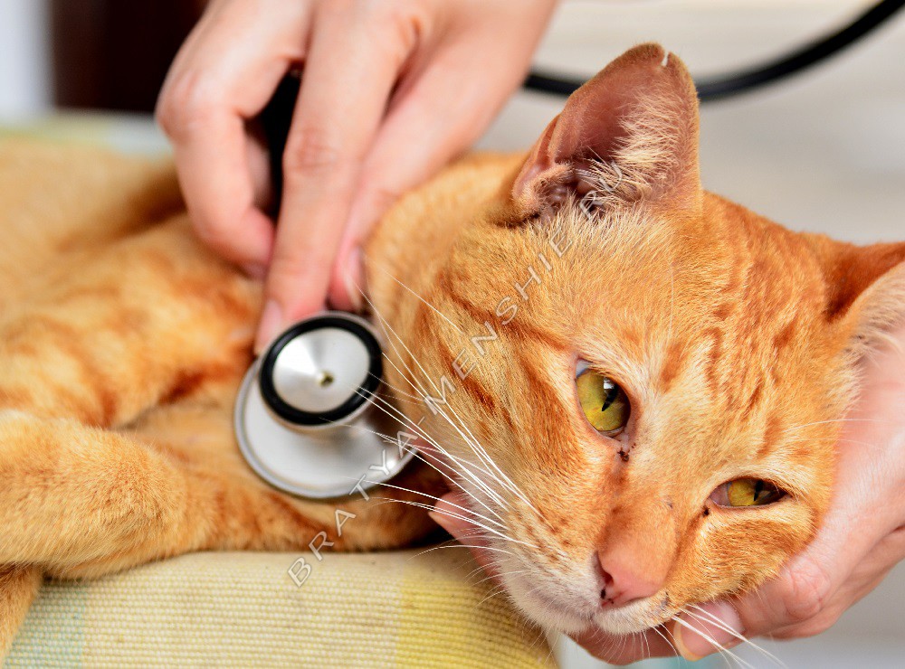 Фото 77 — Лечение аллергии на пыльцу у кошек