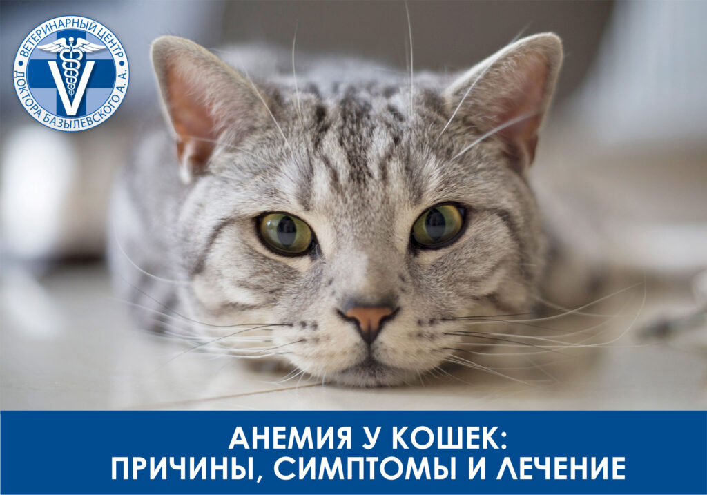 Фото 128 — Как вылечить простуду у кошки: симптомы и рекомендации