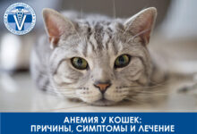 Photo of Как вылечить простуду у кошки: симптомы и рекомендации