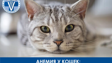 Photo of Как вылечить простуду у кошки: симптомы и рекомендации