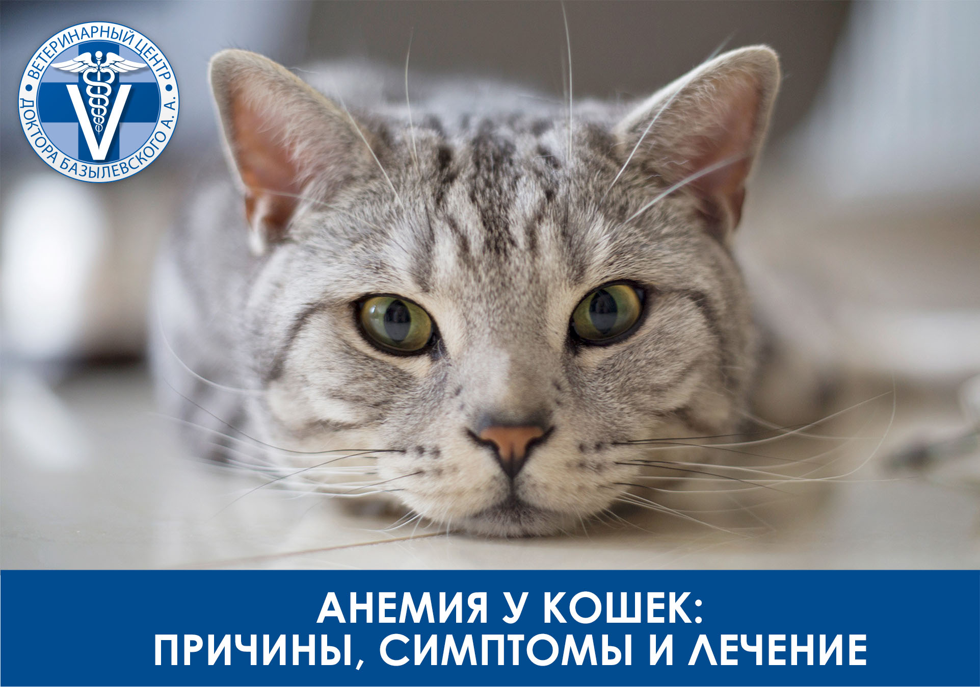 Фото 128 — Как вылечить простуду у кошки: симптомы и рекомендации