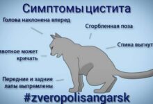 Photo of Симптомы и лечение мочекаменной болезни у котов