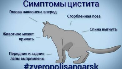 Photo of Симптомы и лечение мочекаменной болезни у котов