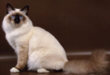 Photo of Кормление бирманской кошки: правильный рацион