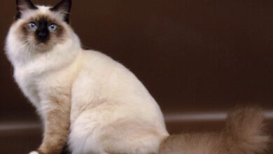 Photo of Кормление бирманской кошки: правильный рацион