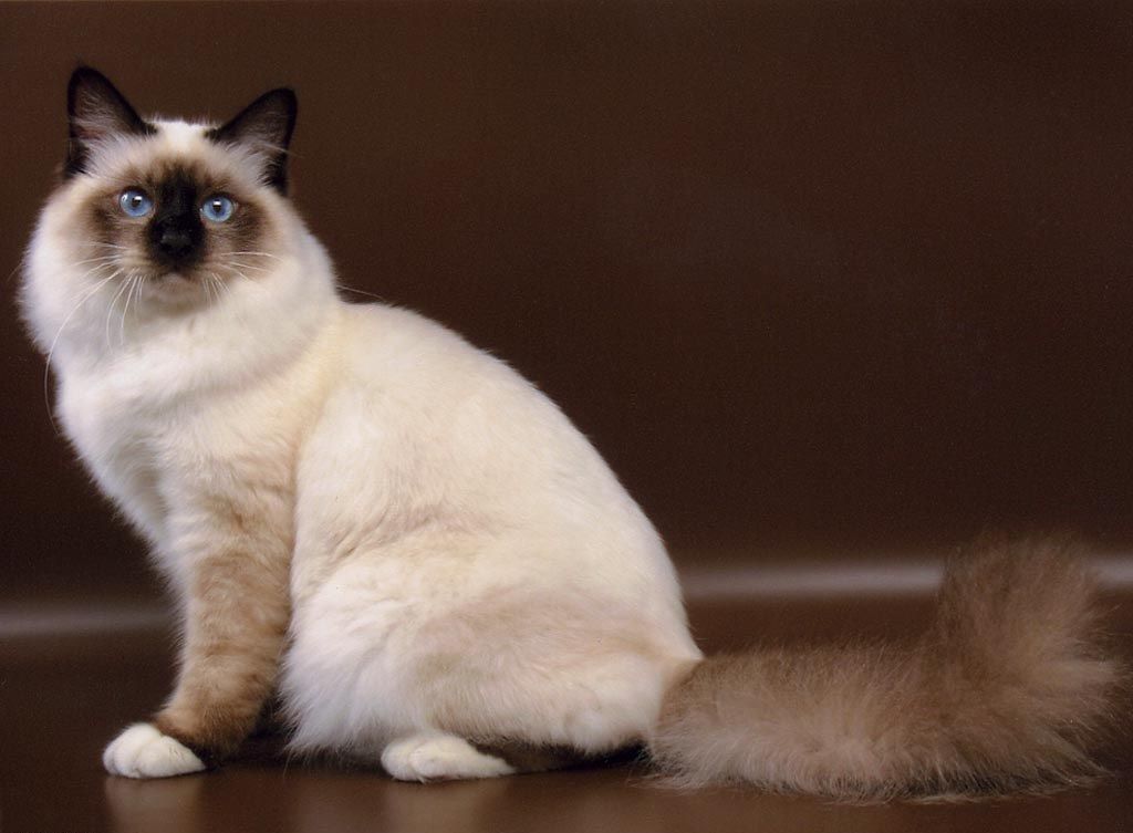 Фото 64 — Кормление бирманской кошки: правильный рацион