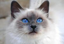 Photo of Чем кормить бирманскую кошку, чтобы избежать аллергии?