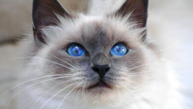 Photo of Чем кормить бирманскую кошку, чтобы избежать аллергии?
