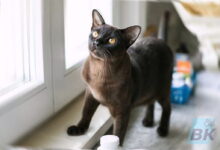 Photo of Бурманская кошка: нежные и преданые питомцы