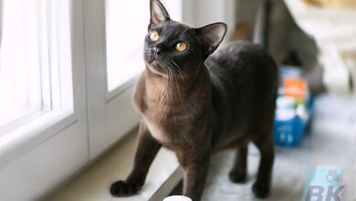 Photo of Бурманская кошка: нежные и преданые питомцы