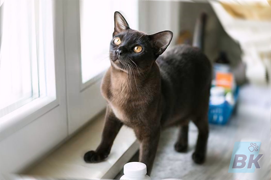 Фото 39 — Бурманская кошка: нежные и преданые питомцы