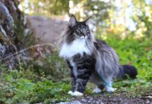 Photo of Норвежская лесная кошка: кошки-викинги