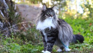 Photo of Норвежская лесная кошка: кошки-викинги