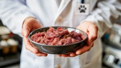 Photo of Чем кормить персидскую кошку для здоровья?