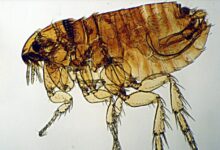 Photo of Симптомы и лечение блох у кошек