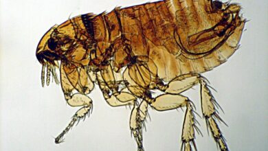 Photo of Симптомы и лечение блох у кошек