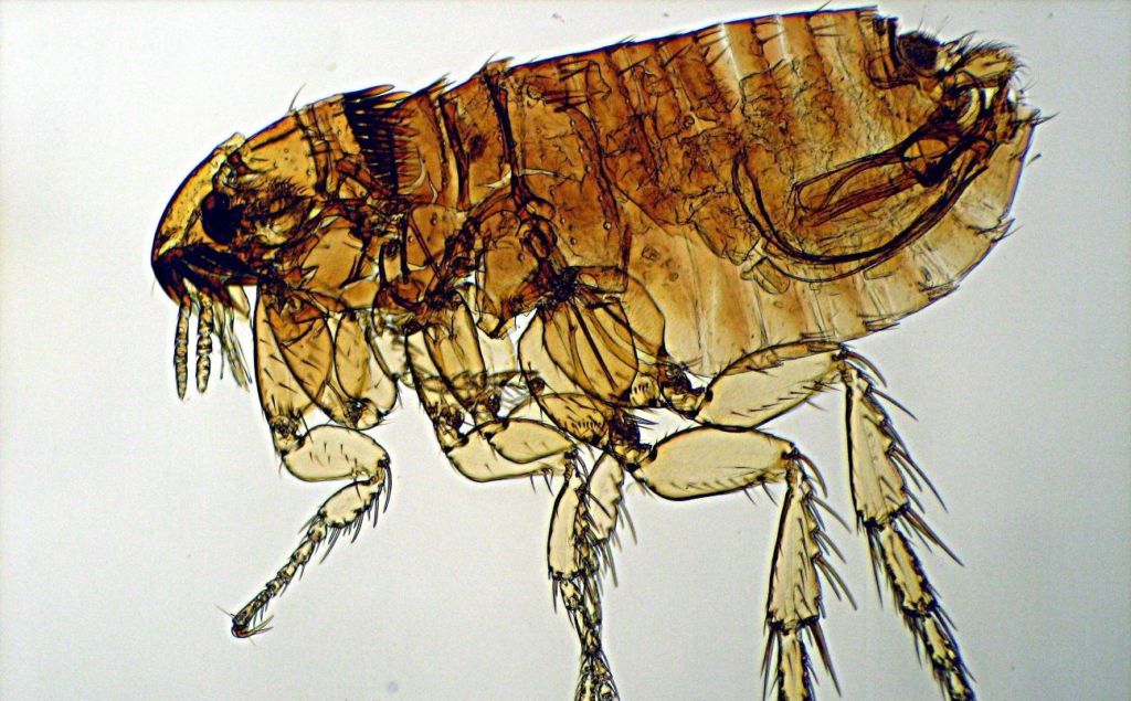 Фото 24 — Симптомы и лечение блох у кошек