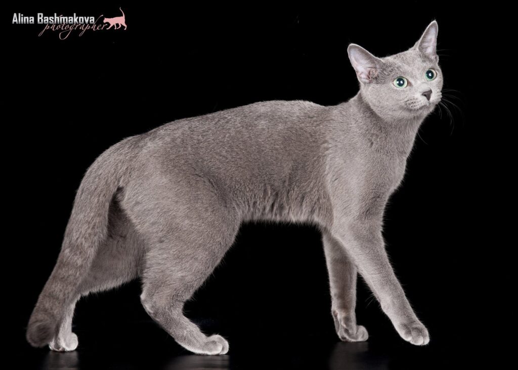 Фото 84 — Уход за русской голубой кошкой: особенности