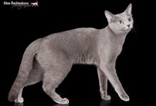 Photo of Уход за русской голубой кошкой: особенности