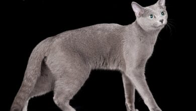 Photo of Уход за русской голубой кошкой: особенности