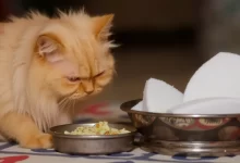 Photo of Кормление персидской кошки: правила и рекомендации