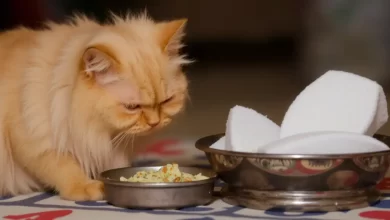 Photo of Кормление персидской кошки: правила и рекомендации