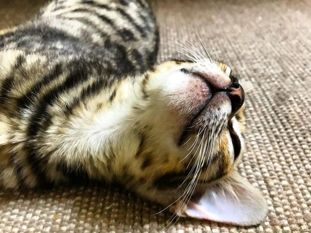 Фото 37 — Дрессировка бенгальской кошки: основные моменты