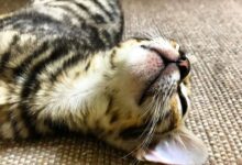 Photo of Дрессировка бенгальской кошки: основные моменты