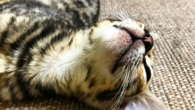 Photo of Дрессировка бенгальской кошки: основные моменты