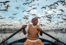 Photo of Кормление персидской кошки: правила и рекомендации