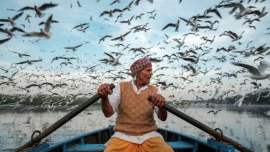 Photo of Кормление персидской кошки: правила и рекомендации