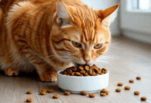 Photo of Как обеспечить правильный рацион для сибирской кошки?