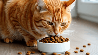 Photo of Как обеспечить правильный рацион для сибирской кошки?