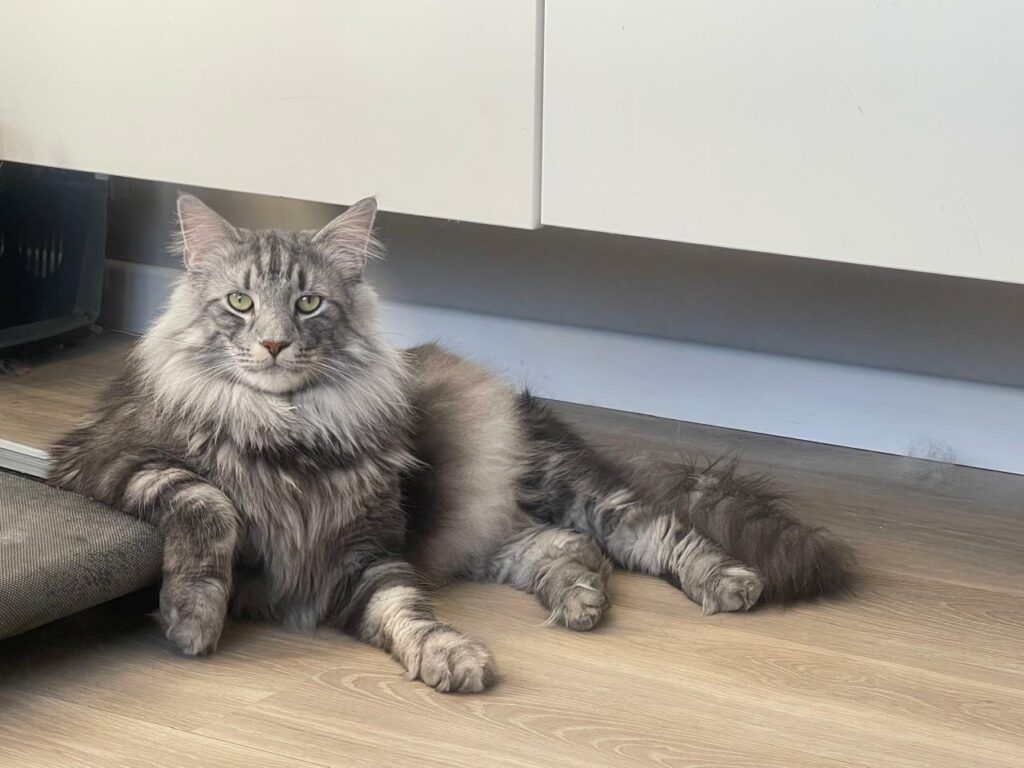 Фото 33 — Советы по уходу за норвежской лесной кошкой во время линьки