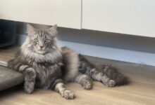 Photo of Советы по уходу за норвежской лесной кошкой во время линьки