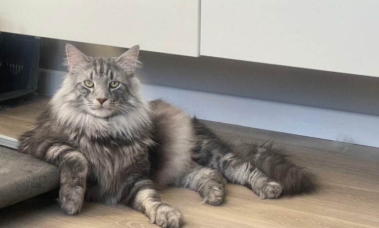 Photo of Советы по уходу за норвежской лесной кошкой во время линьки