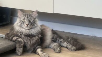 Photo of Содержание норвежской лесной кошки