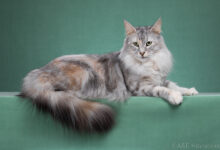 Photo of Проблема перенаселения у норвежской лесной кошки: как избежать?