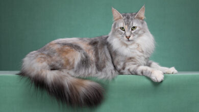 Photo of Проблема перенаселения у норвежской лесной кошки: как избежать?