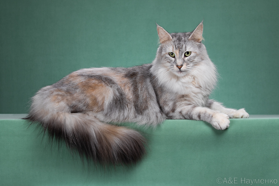 Фото 129 — Проблема перенаселения у норвежской лесной кошки: как избежать?