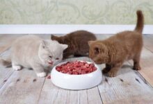 Photo of Чем кормить сибирскую кошку для поддержания веса?