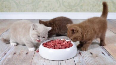 Photo of Чем кормить сибирскую кошку для поддержания веса?