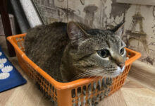 Photo of Чем кормить сибирскую кошку для поддержания веса?