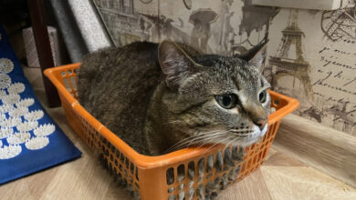 Photo of Чем кормить сибирскую кошку для поддержания веса?