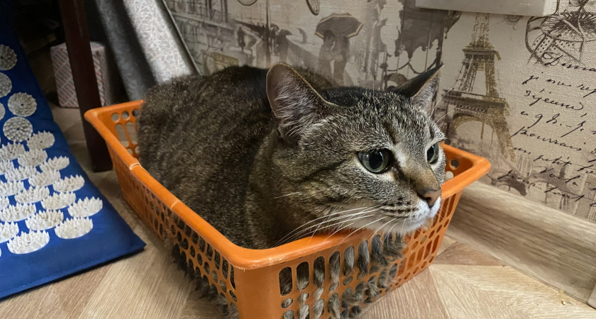 Фото 35 — Чем кормить сиамскую кошку для блестящей шерсти?